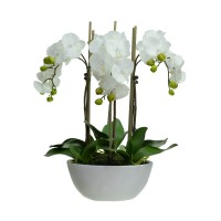 55CM PHAL ORCHID IN WHT POT
